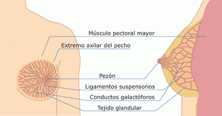 Patología mamaria benigna
